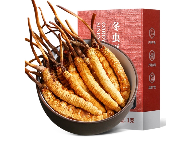 Cordyceps Sinensis